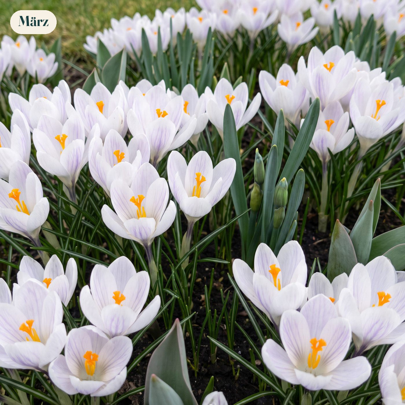 Fertigbeet '100 Tage – orange & lila' (1 m²)